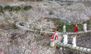 永泰小洲村:漫步梅林邂逅南国的“雪”