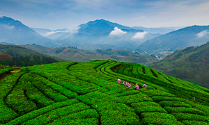 世界非遗——漳平水仙茶