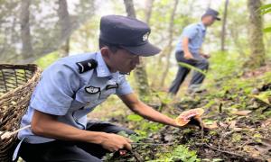 背箩民警再现田间，灵芝丰收背后的警民情深