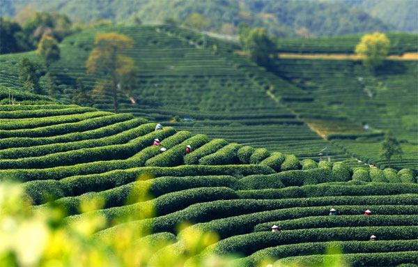 longjing1.jpg